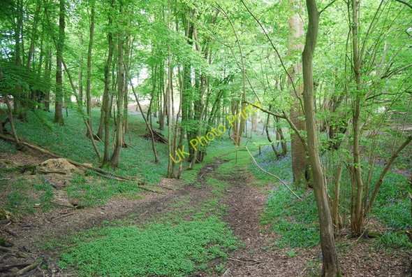 Photo 6"x4" Bluebells and coppiced trees by the Sussex Ouse Valley Way, Ham Shaw Scayne's Hill c2010