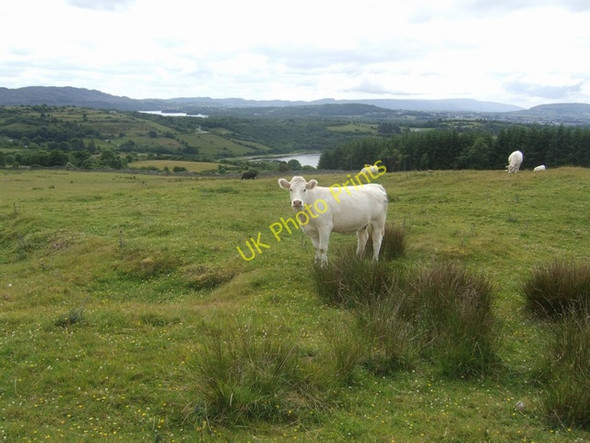 Photo 6"x4" Pasture below Deer Park Court Tomb Calry c2010
