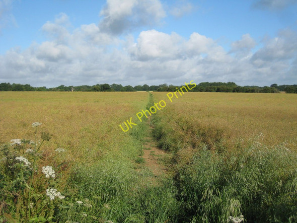 Photo 6"x4" Footpath through Crop Field Swingfield Minnis c2010