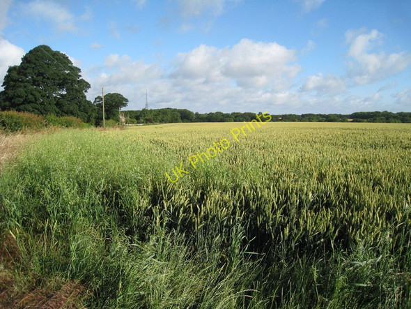 Photo 6"x4" Wheat Field at Great Everden Farm Swingfield Street c2010