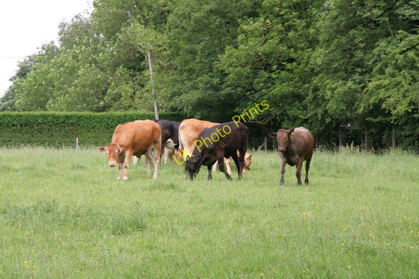 Photo 6"x4" Cows near the dam Pitsford c2010