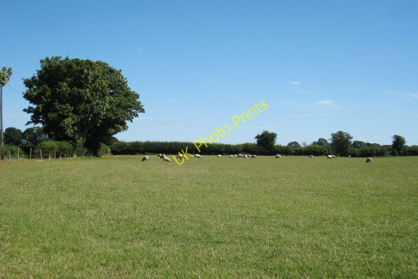 Photo 6"x4" Field of Sheep at Bladbean Bladbean c2010