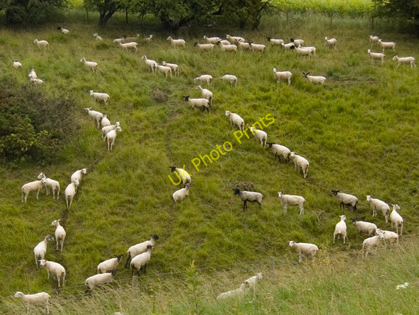 Photo 6"x4" Nettle Dale sheep, near Millington Millington c2010