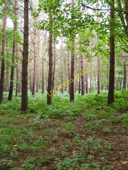 Photo 6"x4" Plantation trees West Barns c2010
