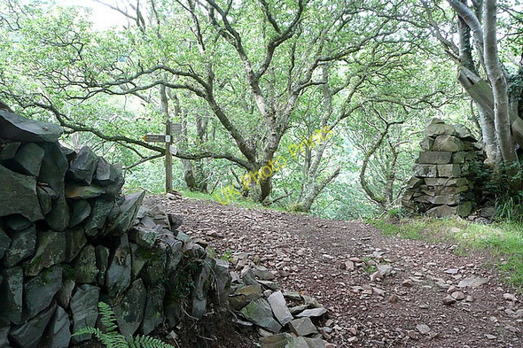 Photo 6"x4" South West Coast Path at Yenworthy Oare\/SS8047 c2010