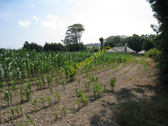 Photo 6"x4" Corn Field off Church Lane Kingsdown\/TR3748 c2010