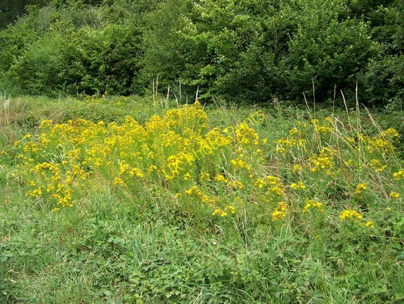 Photo 6"x4" Ragwort, Odstock Copse Odstock c2010