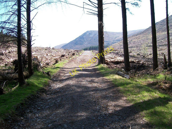 Photo 6"x4" Forest track through an area of clear-fell Newcastle\/J3732 c2010