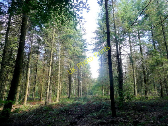 Photo 6"x4" Oakhill Wood Park Hill\/ST5699 c2010