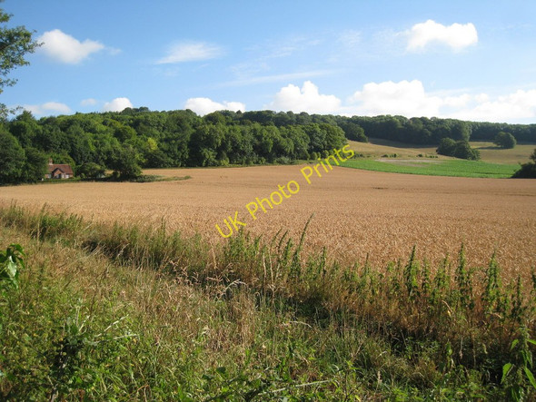 Photo 6"x4" Wheat Field by the North Downs Chevening c2010