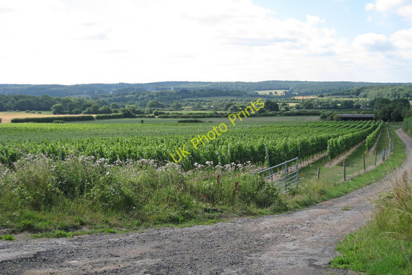 Photo 6"x4" Vineyard off Pilgrims Lane Hill Park\/TQ4355 c2010