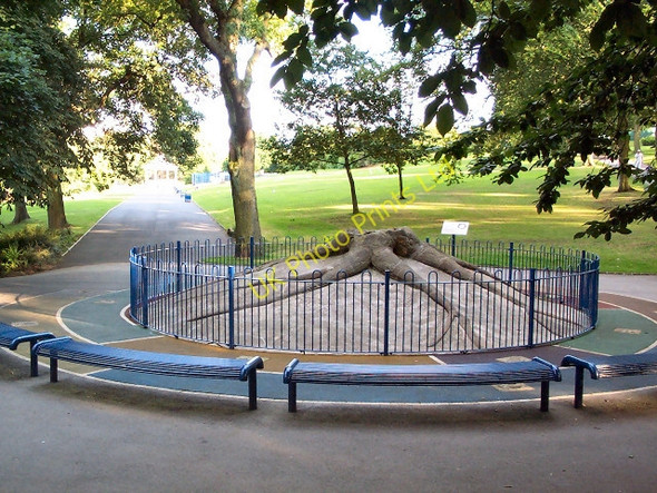 Photo 6"x4" Fossil tree stump in Lister Park Shipley\/SE1437 c2005