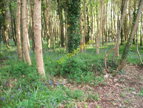Photo 6"x4" Bluebells in Tipperary Woods Newcastle\/J3732 c2010