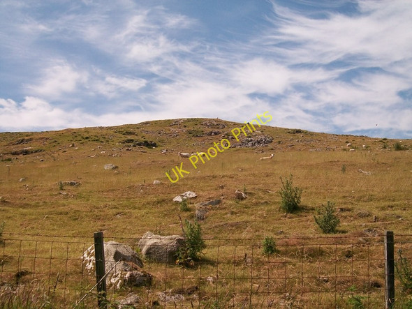 Photo 6"x4" Sheep on Carneddol hill Penbodlas c2010