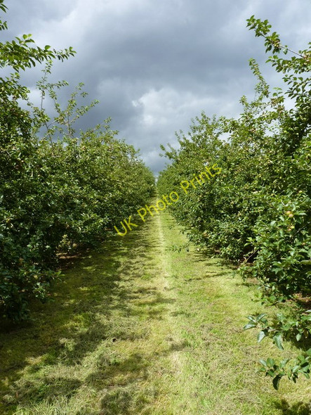 Photo 6"x4" Orchard north of Atterley House Farm Much Wenlock c2010