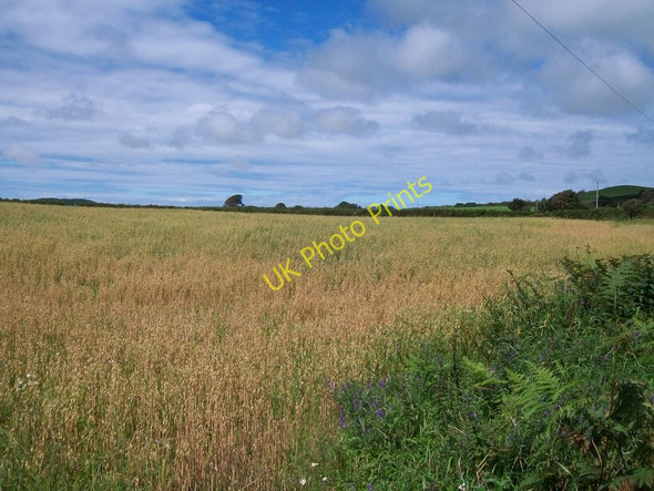 Photo 6"x4" Cropland west of the road Boduan c2010