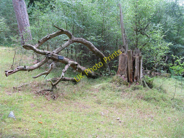 Photo 6"x4" Fallen Pine at Dawyck Bellspool c2010
