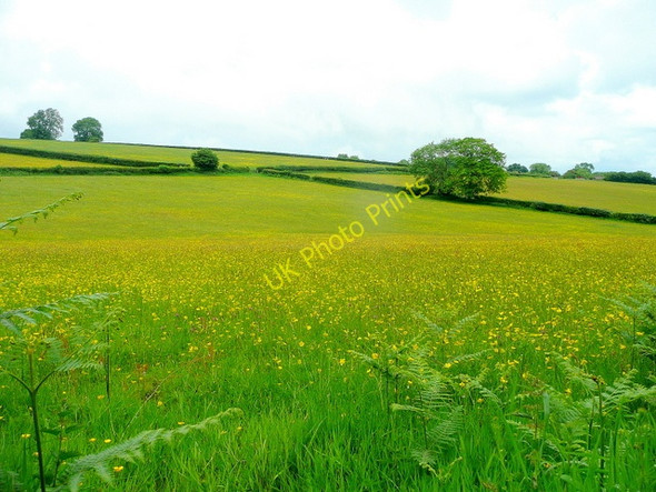 Photo 6"x4" Summer pasture at Cabeddow Brilley c2010