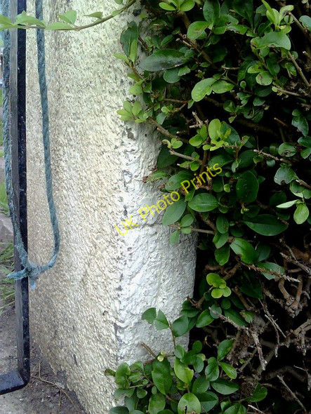 Photo 6"x4" Benchmark on gatepost of #41 Greengate Lane Kendal c2010