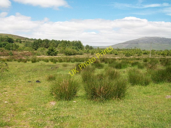 Photo 6"x4" View across wetland towards the Cennin Forest Llecheiddior\/SH4743 c2010