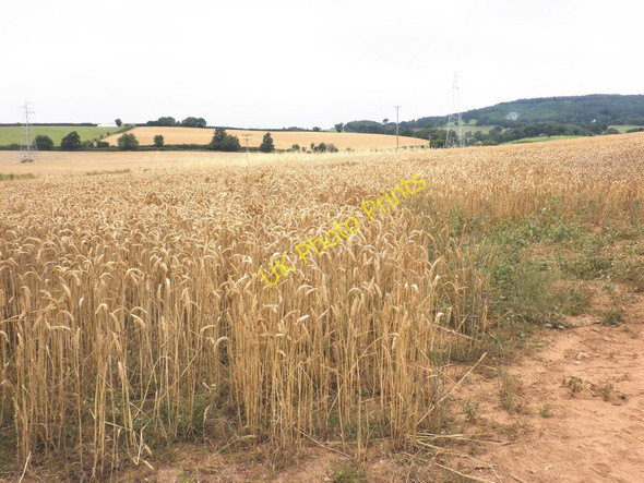 Photo 6"x4" Wheat field, Mowlish Farm Cofton c2010