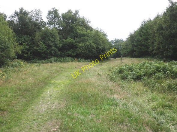 Photo 6"x4" Bridleway, through Big Wood Ashcombe\/SX9179 c2010