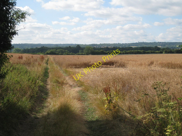 Photo 6"x4" Crop Field off Pilgrims Way Chevening c2010
