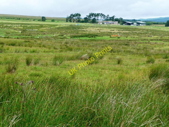 Photo 6"x4" Rough pasture off the A68 Horsley\/NY8496 c2010