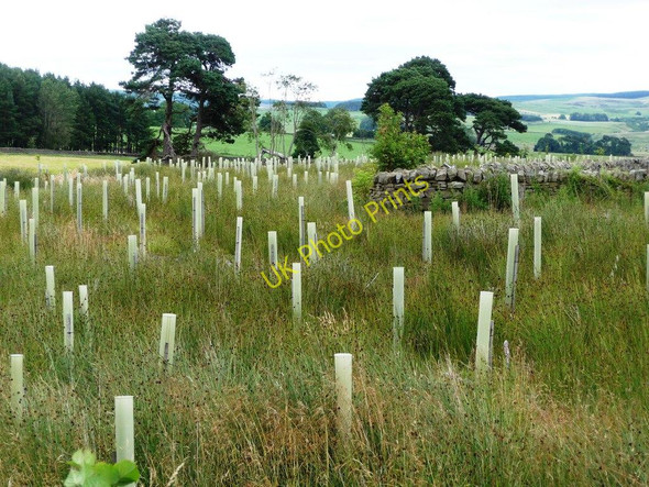 Photo 6"x4" When I grow up I want to be a wood Otterburn\/NY8893 c2010