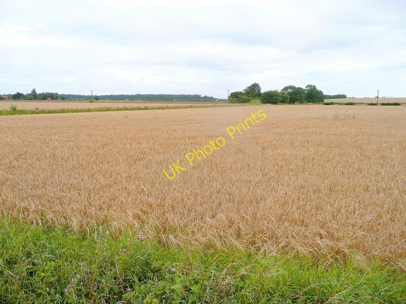 Photo 6"x4" Barley crop Oldcotes c2010