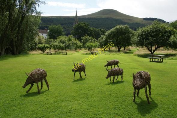 Photo 6"x4" Wicker boars in the orchard of Falkland Palace Falkland c2010