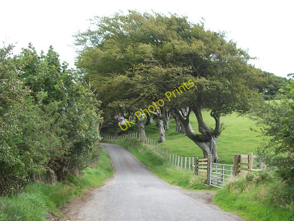 Photo 6"x4" Trees near Madryn Castle Dinas\/SH2636 c2010