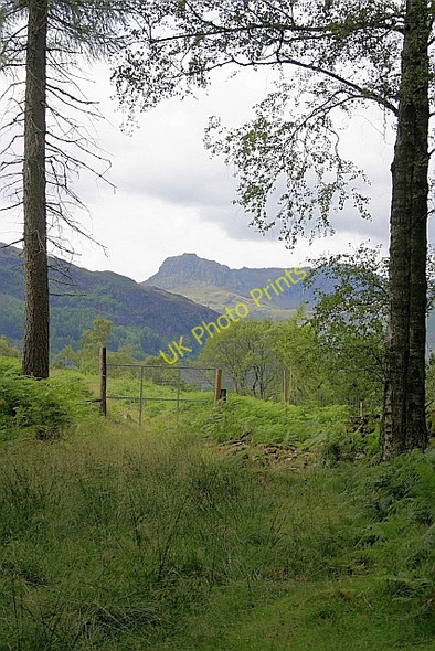 Photo 6"x4" Forest Gate, Baysbrown Wood Elterwater c2010