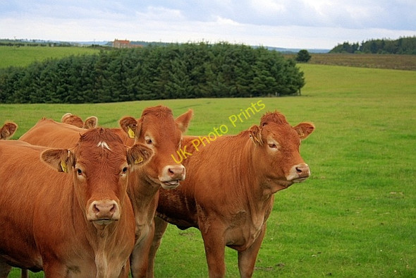 Photo 6"x4" Cows in a Field Ravenscar c2010