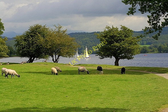 Photo 6"x4" Field on the Shore of Coniston Water Haws Bank\/SD3096 c2010
