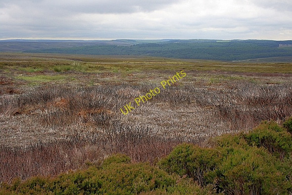 Photo 6"x4" Wheeldale Moor Stape c2010