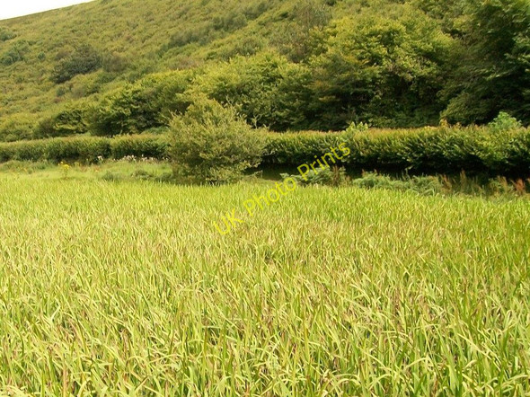 Photo 6"x4" Wetland on the floor of the Nanhoron gorge Penbodlas c2010