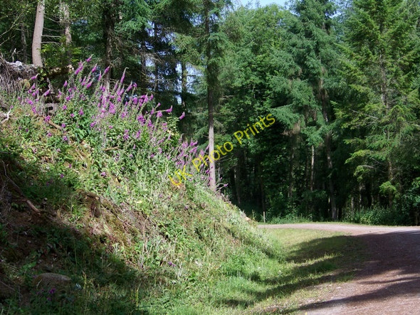 Photo 6"x4" Foxgloves, Tower Wood Underdown\/SX8885 c2010
