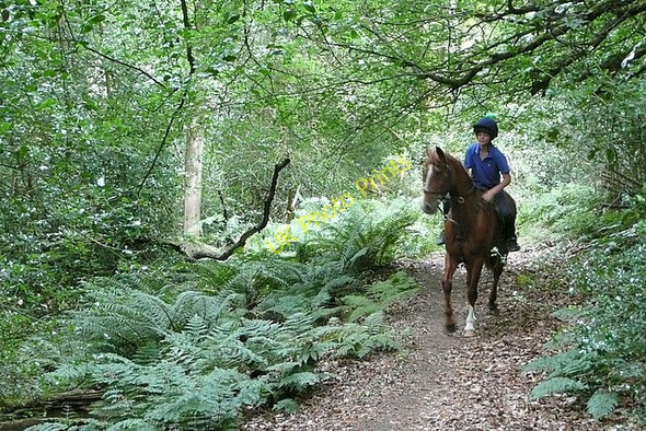 Photo 6"x4" Upperton Common River\/SU9322 c2010