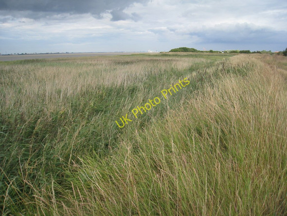 Photo 6"x4" Humber Bank and reed beds Barton-Upon-Humber c2010