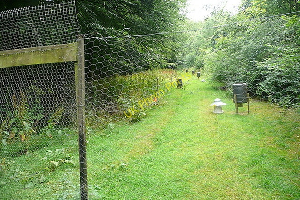 Photo 6"x4" Pheasant rearing in Nightingale Wood Singleton\/SU8713 c2010