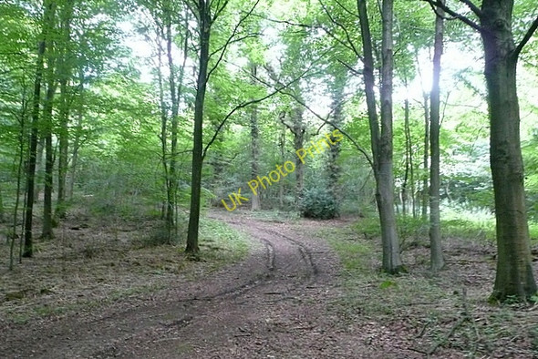 Photo 6"x4" Track in Nightingale Wood Cocking c2010