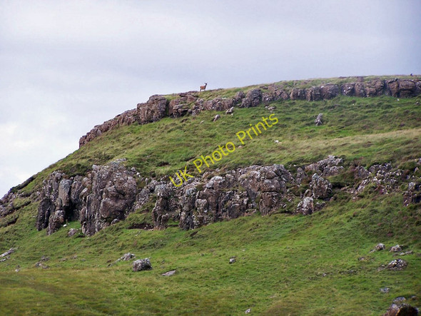 Photo 6"x4" Red deer on Creag na h-Aire Ramasaig c2010