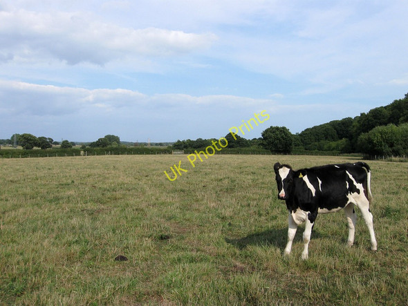 Photo 6"x4" Tree Field Chalvington c2010