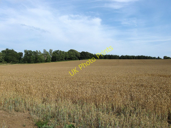 Photo 6"x4" Orchard Meadow Selmeston c2010