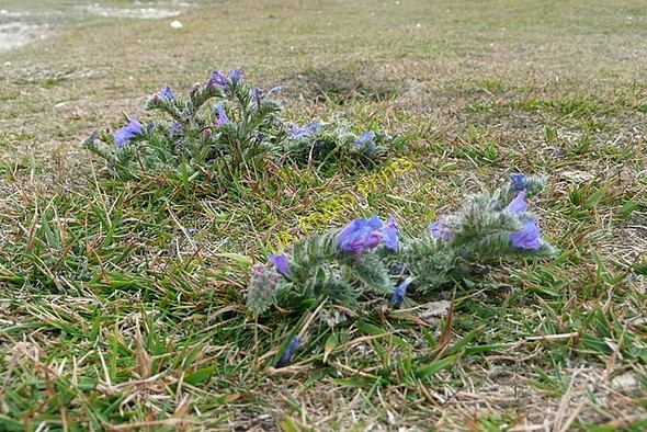 Photo 6"x4" Plants on the downland Birling Gap c2010