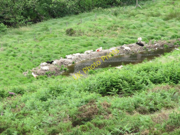 Photo 6"x4" Sheep round the pond Nantserth c2010