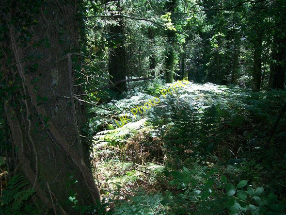 Photo 6"x4" The overgrown track through Coed Caerdydd Penllech\/SH2234 c2010