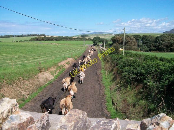 Photo 6"x4" Cattle emerging from the road tunnel Penllech\/SH2234 c2010