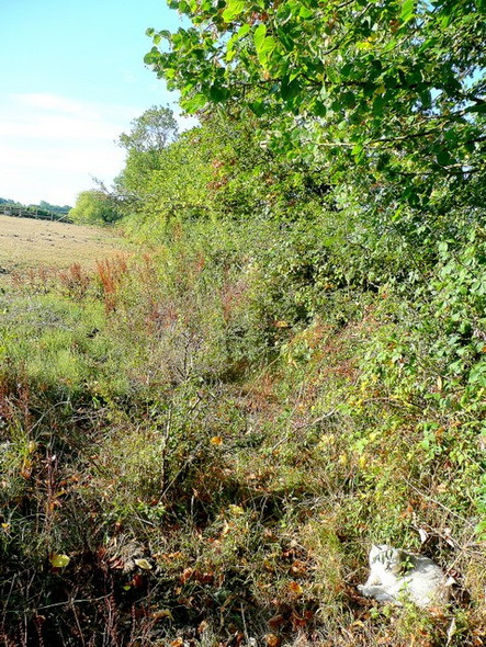 Photo 6"x4" Moggie in the early morning sunshine. Lime Street c2010